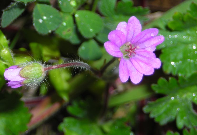 Geranium molle / Geranio volgare